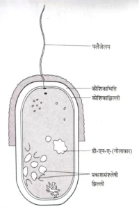 Bihar Board class 9th ch 1 biology जीवन की मौलिक इकाई