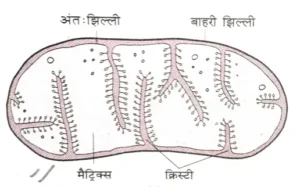 Bihar Board class 9th ch 1 biology जीवन की मौलिक इकाई