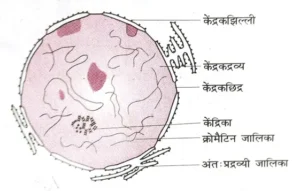 Bihar Board class 9th ch 1 biology जीवन की मौलिक इकाई