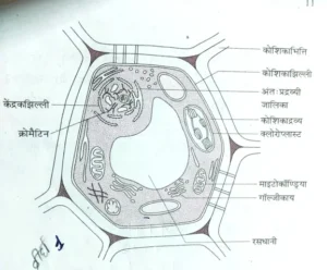 Bihar Board class 9th ch 1 biology जीवन की मौलिक इकाई