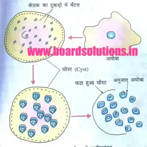 Bihar board class 10 ch 8 notes biology pdf | जीव जनन कैसे करते हैं