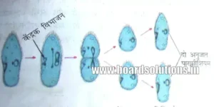 Bihar board class 10 ch 8 notes biology pdf | जीव जनन कैसे करते हैं