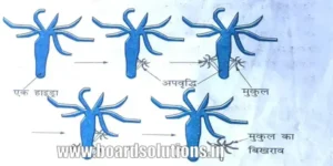 Bihar board class 10 ch 8 notes biology pdf | जीव जनन कैसे करते हैं